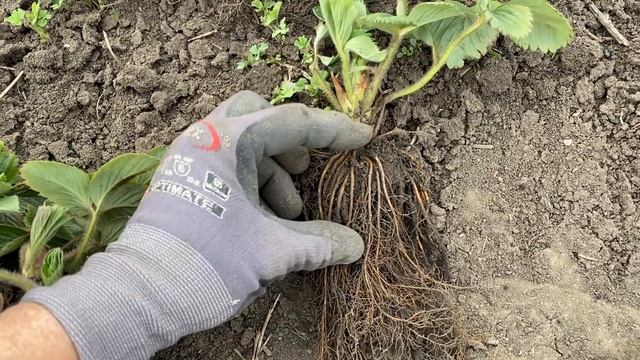 ЛОЖ?ОБМАН❌ВРАНЬЁ❗️//Саженцы клубники наложный платёж✅ смотреть онлайн