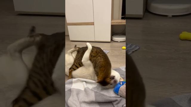 Когда муж пришел с работы, а тебе хочется обнимашек😅 #юмор #прикольноевидео #животные #бенгал смотреть онлайн
