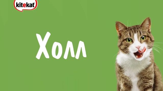 Знакомимся с квартирой вместе с котом Борисом на сайте promo.kitekat.ru смотреть онлайн