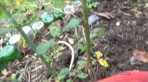 Как обрезать плетистые розы рамблеры  Начинаю формировку молодого  куста