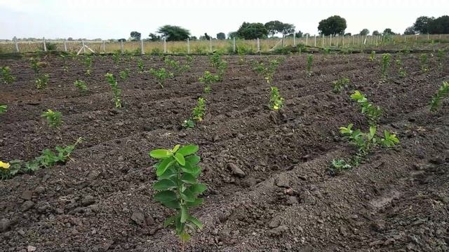 High density guava farming after 3 months of planting / Organic guava farming in Tamil Nadu смотреть онлайн