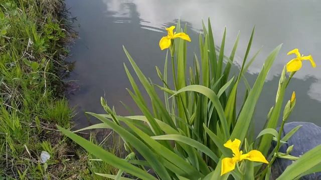 Ирис Болотный (Iris Pseudacorus),         Iris Marsh
