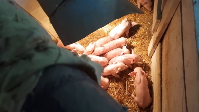 //Спасаем Бегемота-Ладушку после родов,температура40 отключили свет,залили площадку,коптим колбасу/ смотреть онлайн