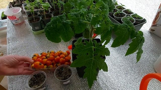 Черри Сакура F1- чудо помидор!