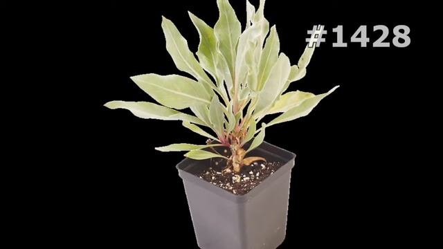 #1428. Цветы в горшках - очень красивые цветы смотреть онлайн