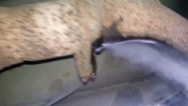 утечка антифриза через выхлопную трубу смотреть онлайн