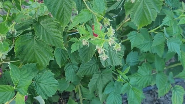 Результат работы удобрения "НУТРИТЕХ" по малине! смотреть онлайн