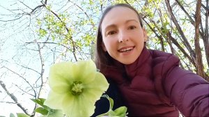 Морозник в саду: посадка и уход / зимняя "роза"