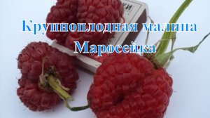 Крупноплодная малина Маросейка