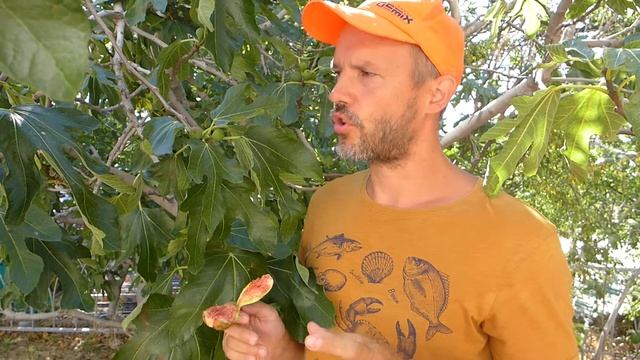 Сколько ос в инжире? Три легенды про инжир. смотреть онлайн