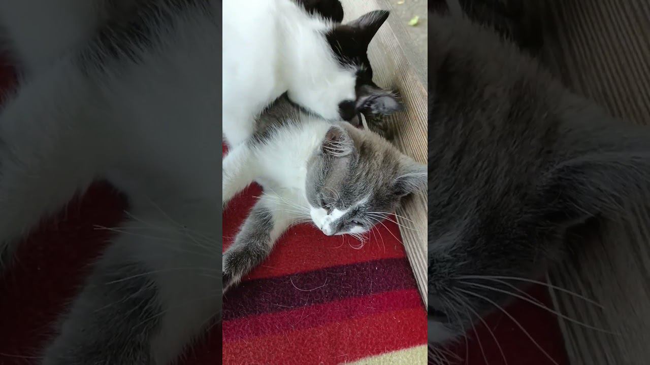 Котята в Абхазии. Сегодня увидел потешных котиков обитающих в одном из гостевых домов Гагры смотреть онлайн