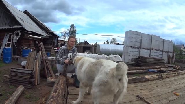 Играем с Лити Самый злой Алабай смотреть онлайн