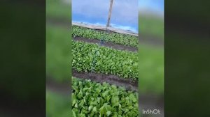 Хлороз на клубнике. Методы борьбы.