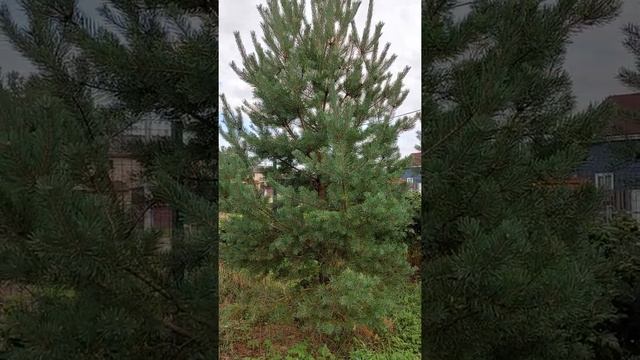 Сосны в ландшафтном дизайне участка. Хвойники в саду. ПарусDom. смотреть онлайн