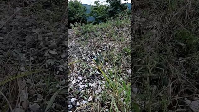 Абхазия,часть 2. смотреть онлайн