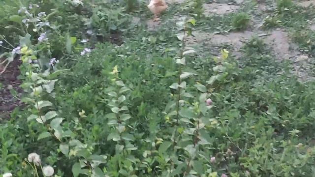 светлая Брама колумбийская .карликовый кокинхин смотреть онлайн