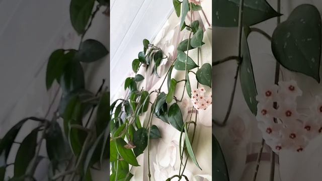 Я думала, что этот цветок не цветёт... Подскажите - это плющ? смотреть онлайн