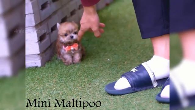 Teacup Dogs - 15 Cute Miniature Dog Breeds | Teacup Puppies