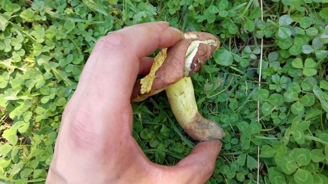 ¿Qué distingue el Boletus regius del Boletus pseudoregius? En este video muestro las diferencias смотреть онлайн