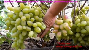 Виноград Юлиан - ранний, грозди по 1,5 кг, красивый, вкусный,  даже не окрашенный уже вкусный!