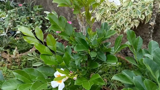 China Doll / Radermachera sinica Fragrant Flower Plant, Permanent khushbudar paudha Summer season m смотреть онлайн