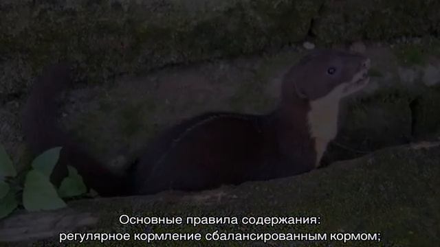 Ласка домашняя — породы, особенности содержания