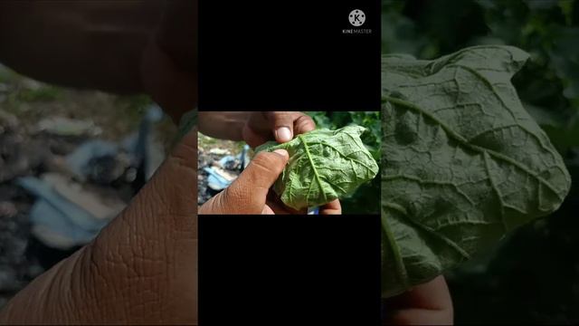Guide for control whiteflies and fruit and shoot borer, using agrownica products смотреть онлайн