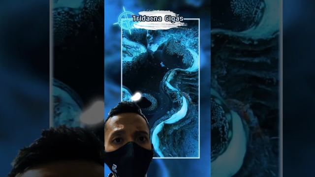 Wow Amazing beautiful Tridacna Gigas #coral #shorts #tridacna #viral смотреть онлайн