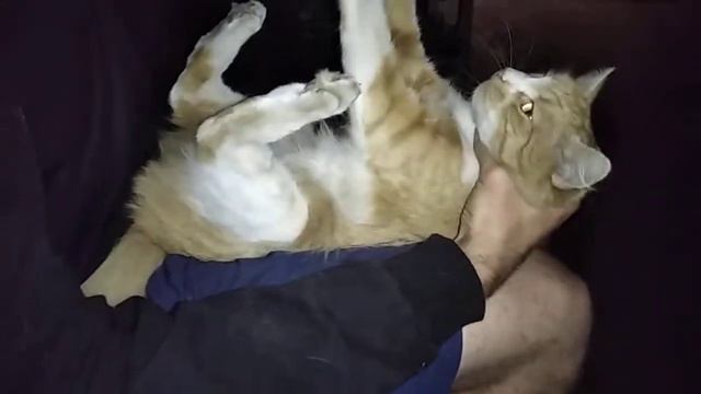 Ночное..Как затискать кота.🐱😘 смотреть онлайн