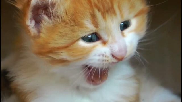 Маленький рыжий котёнок смотреть онлайн