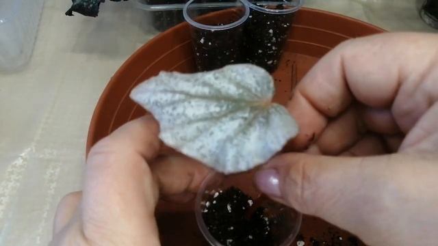 Бегония, сажаю листики. ???