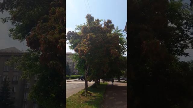 Клён татарский обзор!) смотреть онлайн