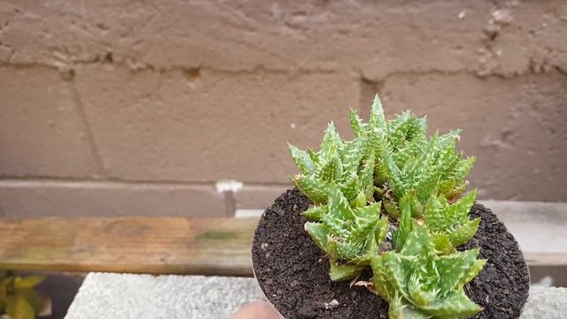 Aloe Diente De Tigre CUIDADOS - Tiger Tooth Aloe CARE смотреть онлайн