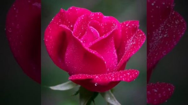 В.Пономарев(cover)(Стоп. Стоп. Стоп музыка)