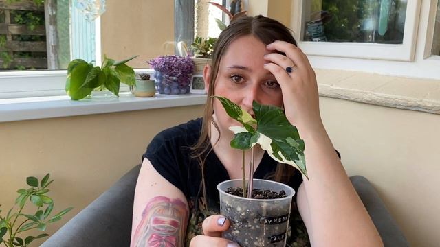 🫶My Syngonium collection and wish list, Strawberry Ice or Maria? смотреть онлайн