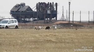 Охота с грейхаундом в Астане 3