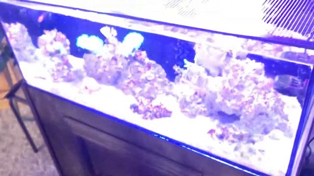 Cobalt Aquatics C-Vue 40 Update June 17th смотреть онлайн