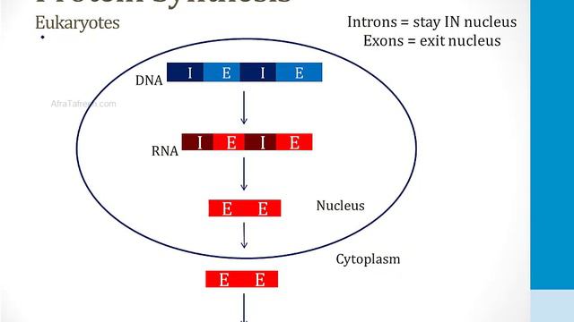 Cell Biology - 1. Molecular Biology - 4.Transcription Atf