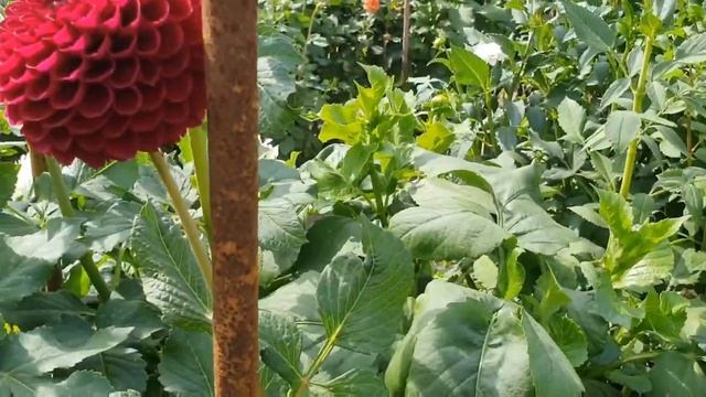 Beautiful flowers in Dahliatuin Helmond-West 2022 (#2) смотреть онлайн