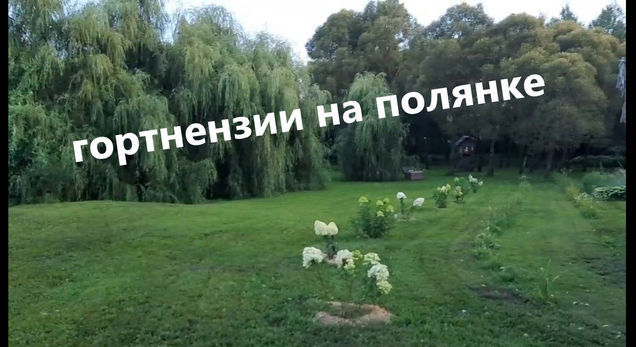 Обзор гортензий на полянке. август 2023 цветение красавиц! смотреть онлайн