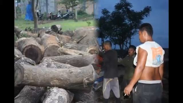 SUAR WOOD RAW MATERIAL AND TREES, ACACIA WOOD, RAN TREE WOOD, TREMBESI WOOD AND MONKEYPOT WOOD