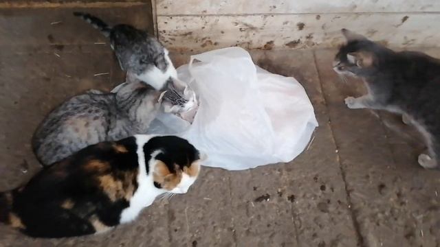 ЗАКРЫВАЕМ КУР НА ЗИМНЕЕ СОДЕРЖАНИЕ | УТЕПЛЯЕМ КУРЯТНИК смотреть онлайн