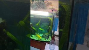 Чистка аквариума. Дезинфекция. секрет долголетия рыбок