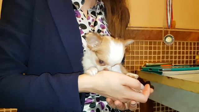 Чихуахуа д/ш девочка щенок смотреть онлайн