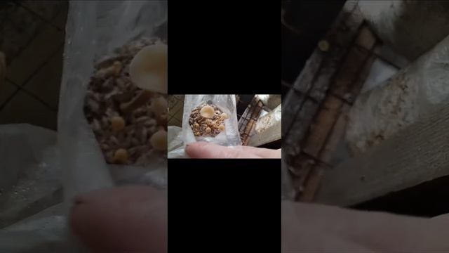 Результат файлового грова (микро-шрум) смотреть онлайн