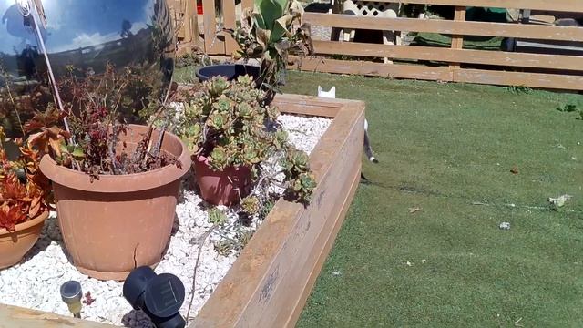 Cat Rescue Marengo Day 2 смотреть онлайн