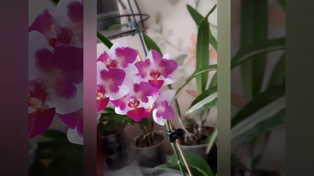 Фаленопсис Льюис Берри Тринити. Liu's Berry Trinity. Ароматная бабочка. Домашнее цветение. смотреть онлайн