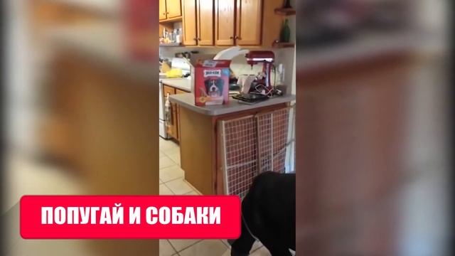 Удивительные Случаи Когда Животные Спасают Друг Друга смотреть онлайн