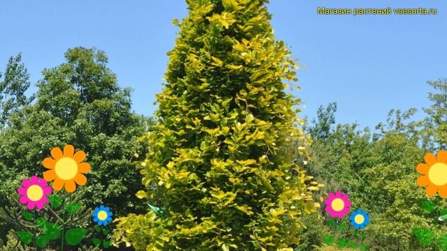 Бук лесной Дайвик Голд. Краткий обзор, описание характеристик fagus sylvatica Dawyck Gold смотреть онлайн