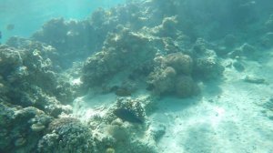 Коралловый риф ( Long Beach Hurghada)